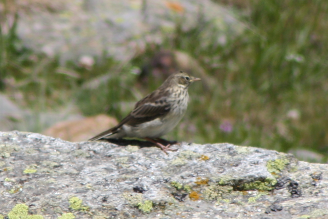 Welke vogel is dit?
